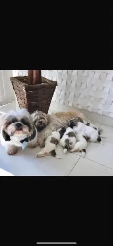 Shih Tzu