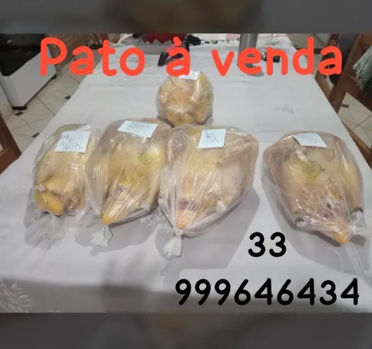 Patos limpos 38 o kg
