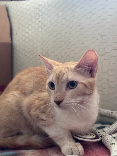 Gatilho Macho castrado para adoção