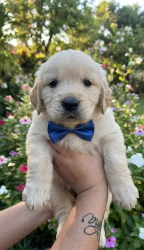 Golden retriever macho oferta