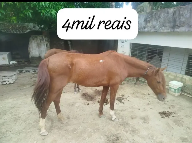 Cavalo