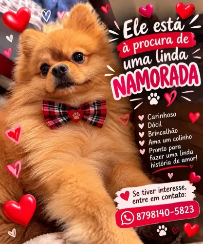 Procura-se uma namorada