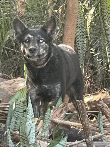 Doação de PET porte médio 