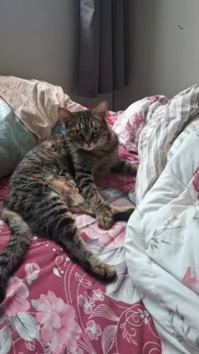 Doa-se um gato de 2 anos
