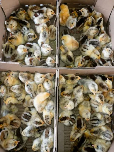 Agropecuária pintos caipirão