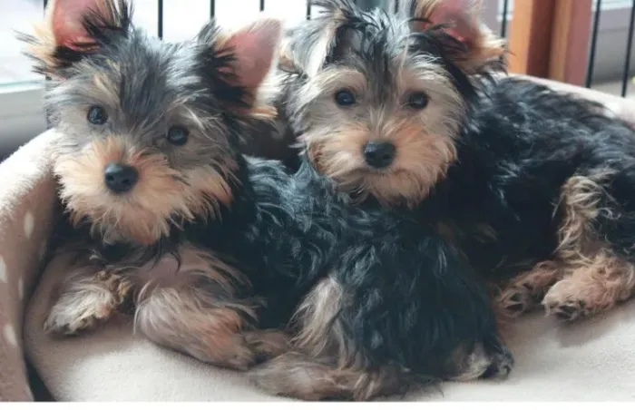 Yorkshire super docil