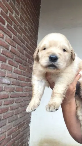 Filhote Golden Retriever, Seu melhor amigo está te esperando com muita alegria!