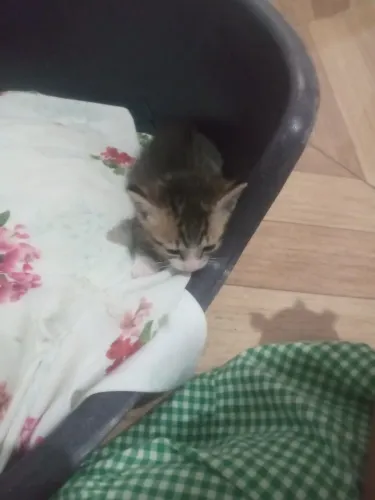 Doação de gato