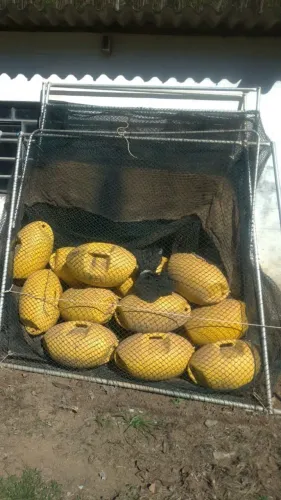 Rede de peixe