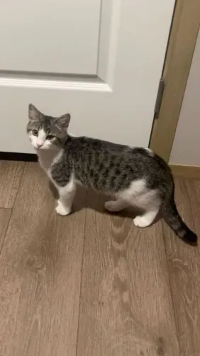 DOANDO GATO