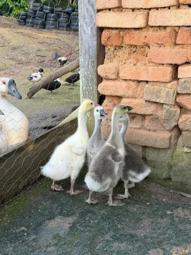 Gansos