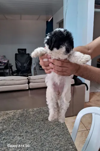 Filhotes de poodle com maltes