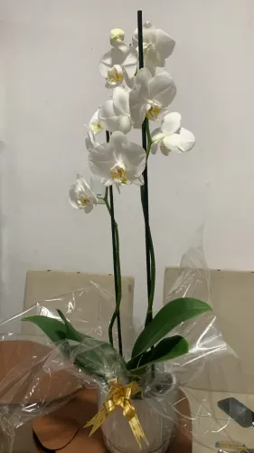 Plantas para presentear nesse dia das mães