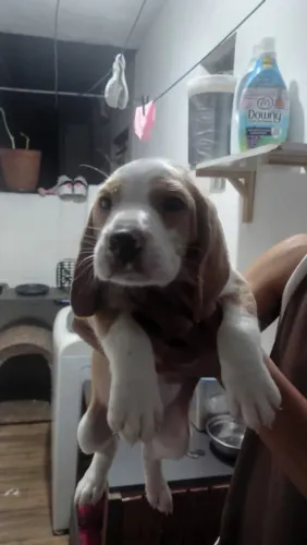 Filhote Beagle, O presente mais especial que você pode dar a si mesmo!