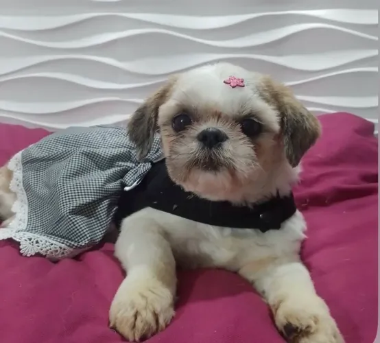 Shih tzu fêmeas adultas plantel