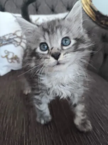 Filhote Maine Coon
