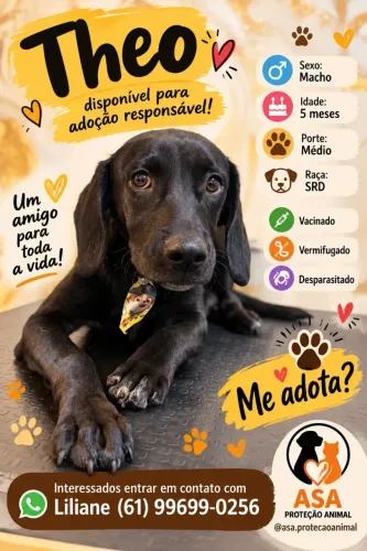 Doação de cães filhotes!!!!