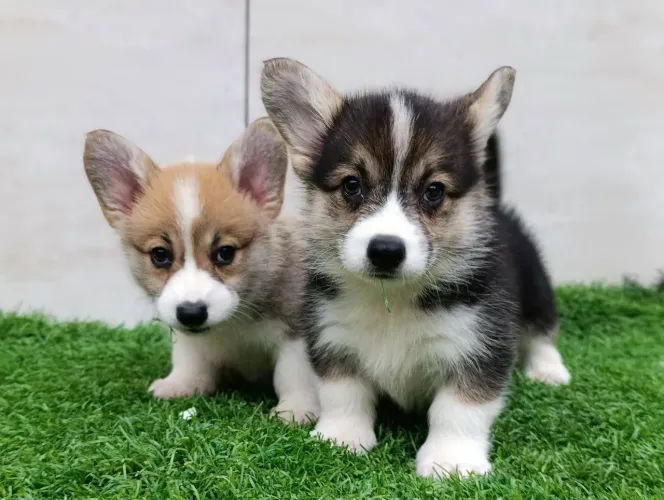 Corgi Pembroke, o cão da rainha