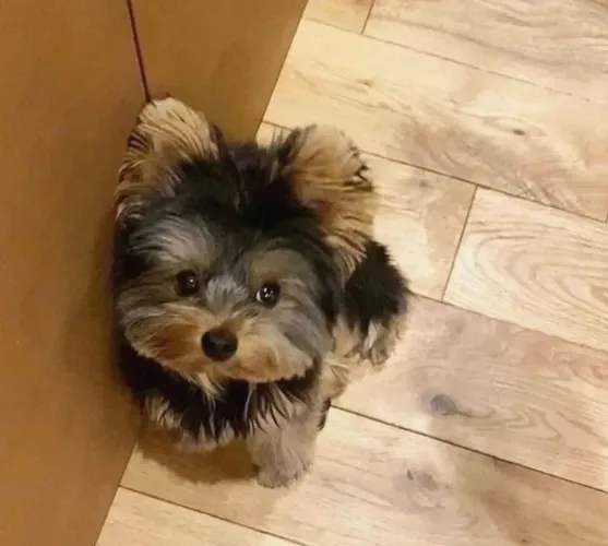 Filhote Yorkshire Terrier, Pequenos no tamanho, gigantes no amor!