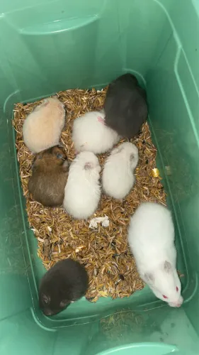 Hamster filhotes