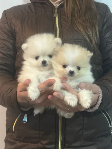Lulus da pomerania