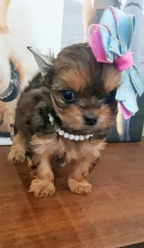 yorkshire terrier