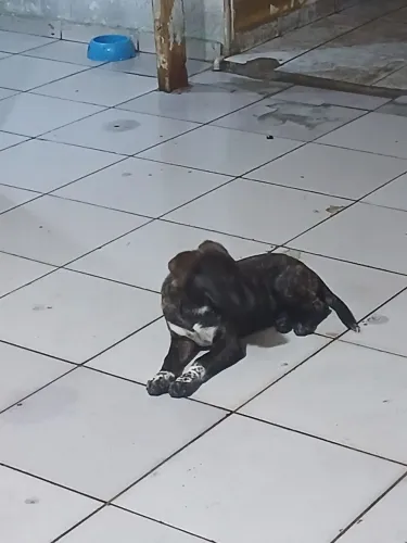 Doação de cachorro