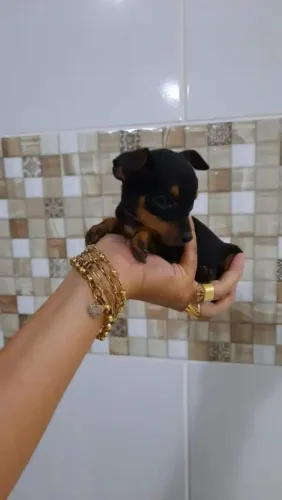 Pinscher zero zero miniaturas