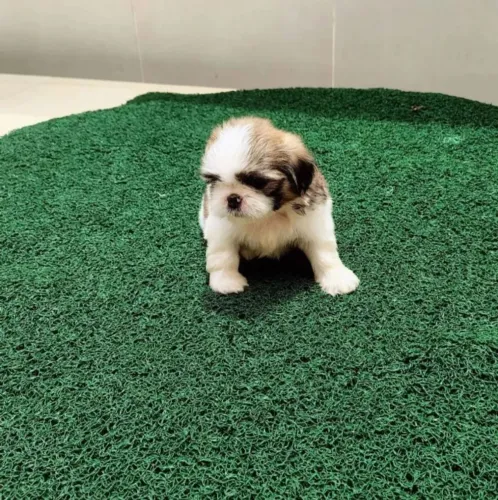 Shih Tzu micro legítimo