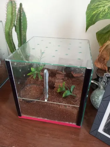 Terrário