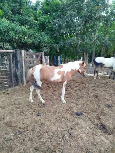 Pônei fêmea 