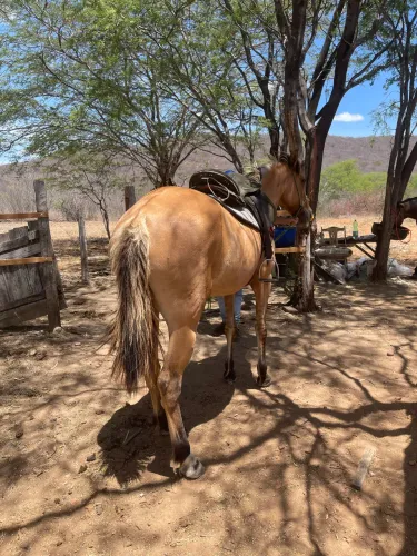 Égua 1/2, baio, mansa de sela, iniciada na esteira 