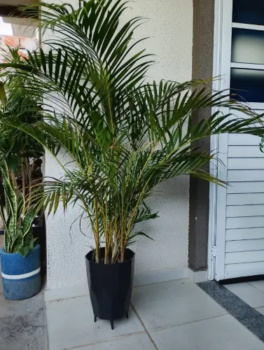 Vendo lindas plantas ornamentais