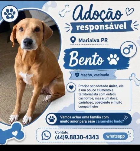 ADOÇÃO RESPONSÁVEL - BENTO