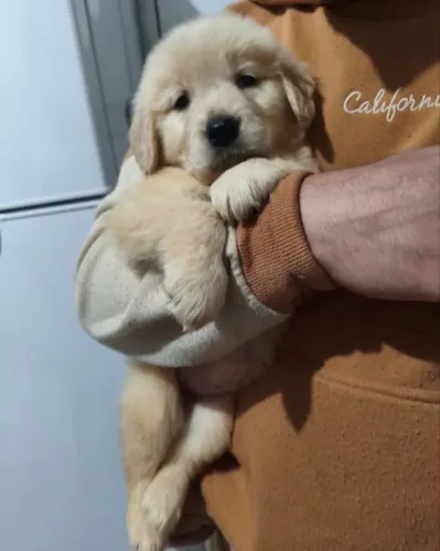 Filhote Golden - Pronto para Fazer Parte da Família
