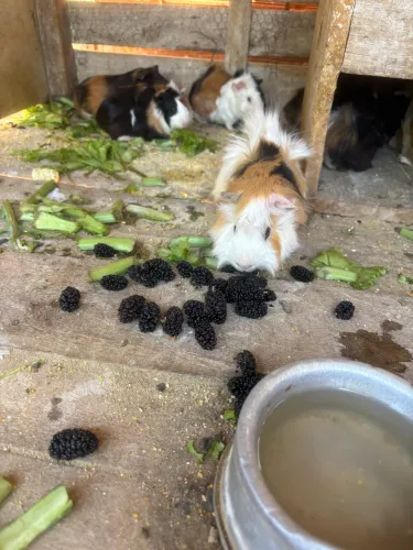 Porquinho da índia
