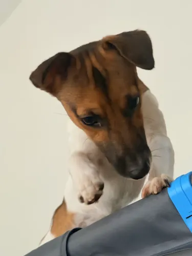 Jack Russell Terrier - Macho disponível para cruzamento