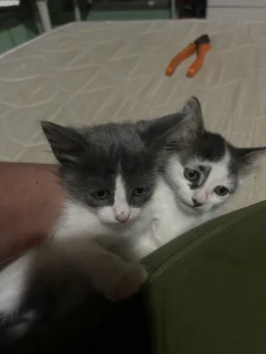 Adoção de gatinhos lindos