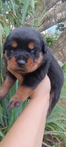 Rottweiler