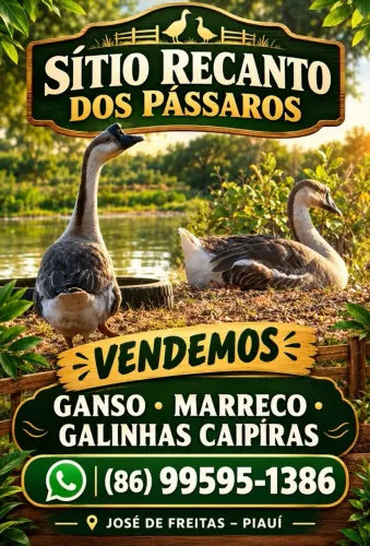 GANSO, MARRECO E GALINHAS CAIPIRA