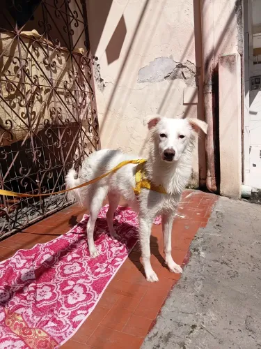 Cachorro para adoção