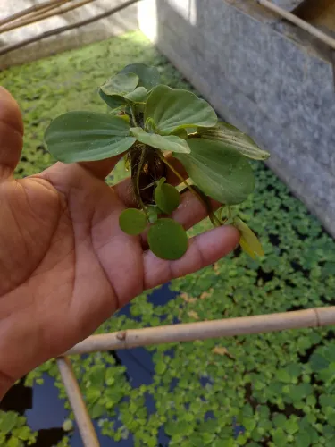 7 Alface d'água por 20$