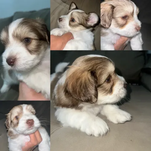 Machinho lhasa Apso
