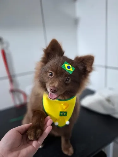 Spitz alemão exótico 