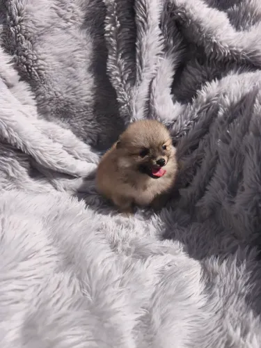 Spitz laranja fêmea (Lulu da Pomerânia)