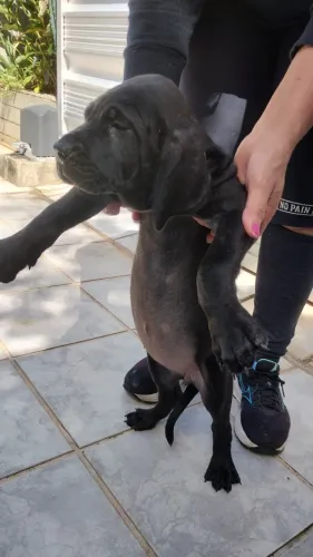 FILHOTES DE CÃES FILA BRASILEIRO, ÓTIMA LINHAGEM.