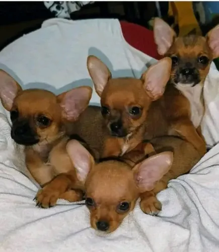 Feminha e machinho filhotinhos de pinscher zerinho disponíveis.  Pronta entrega 