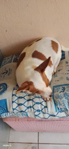Chihuahua fêmea