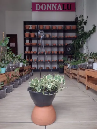 Jibóia plantas