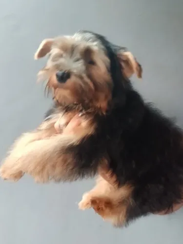 Yorkshire terrier macho
